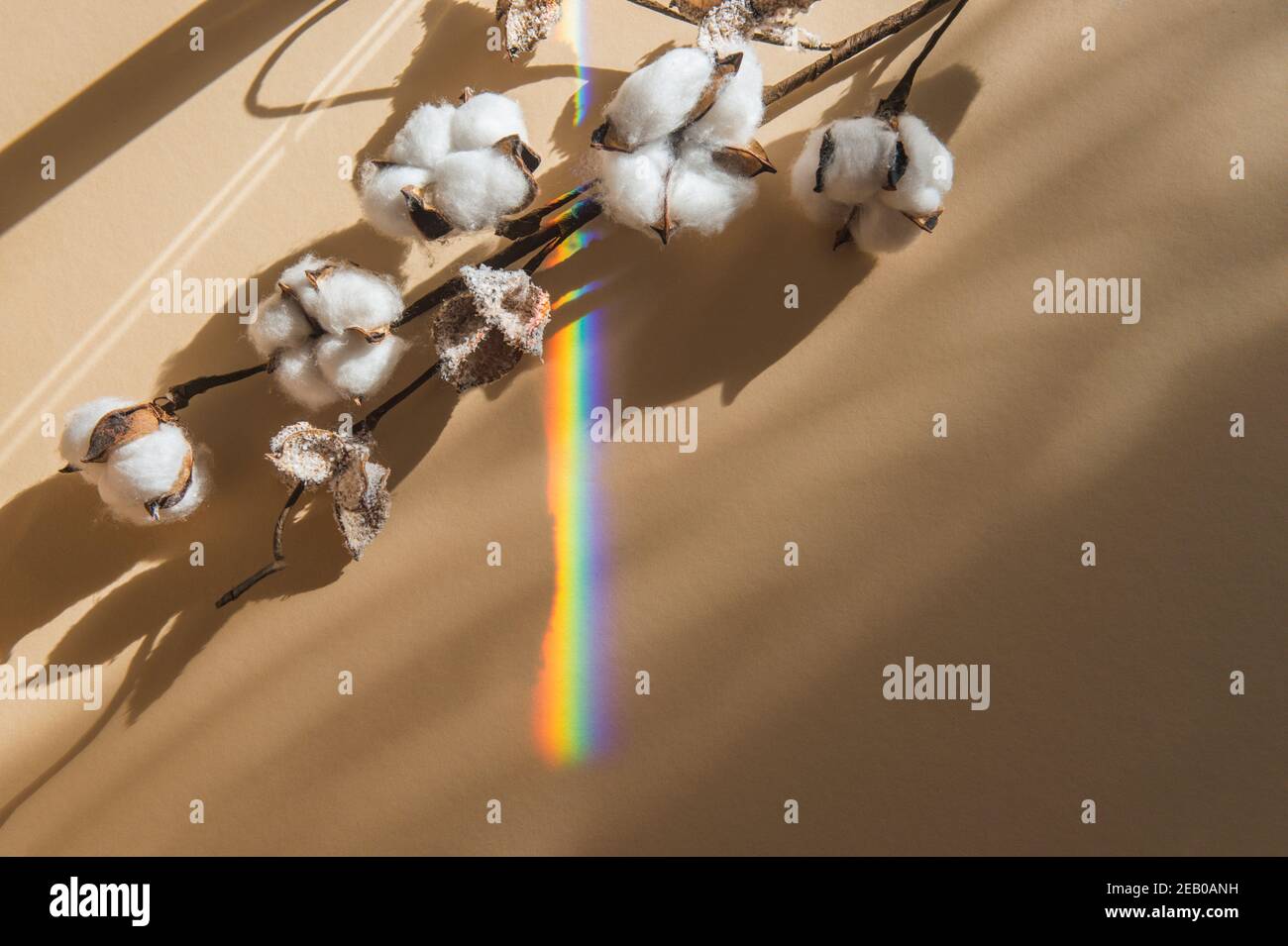 Ramificazione di cotone e arcobaleno su sfondo beige. Delicati fiori di cotone bianco. Minimalismo composizione piatta per blogger, artisti, social media, mag Foto Stock