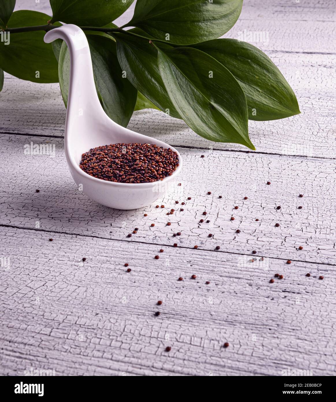 Semi di quinoa rossa grezza in ciotola a cucchiaio bianca su tavolo di legno bianco. Pochi semi sono sparsi intorno. Foglie verdi sullo sfondo. Cibo eccellente con spazio per la copia Foto Stock
