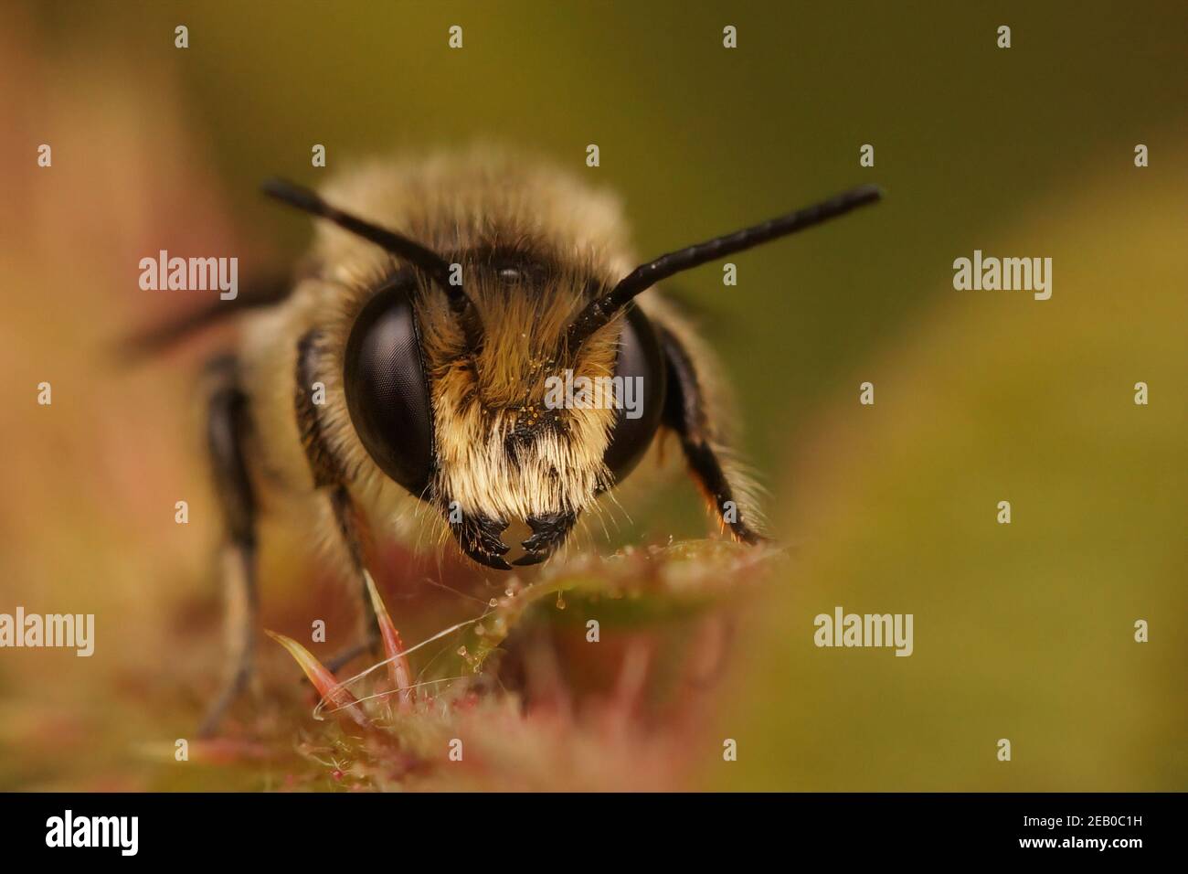 Closeup frontale di un'ape maschio Patchwork, Megachile centuncularis che si nasconde tra le foglie Foto Stock