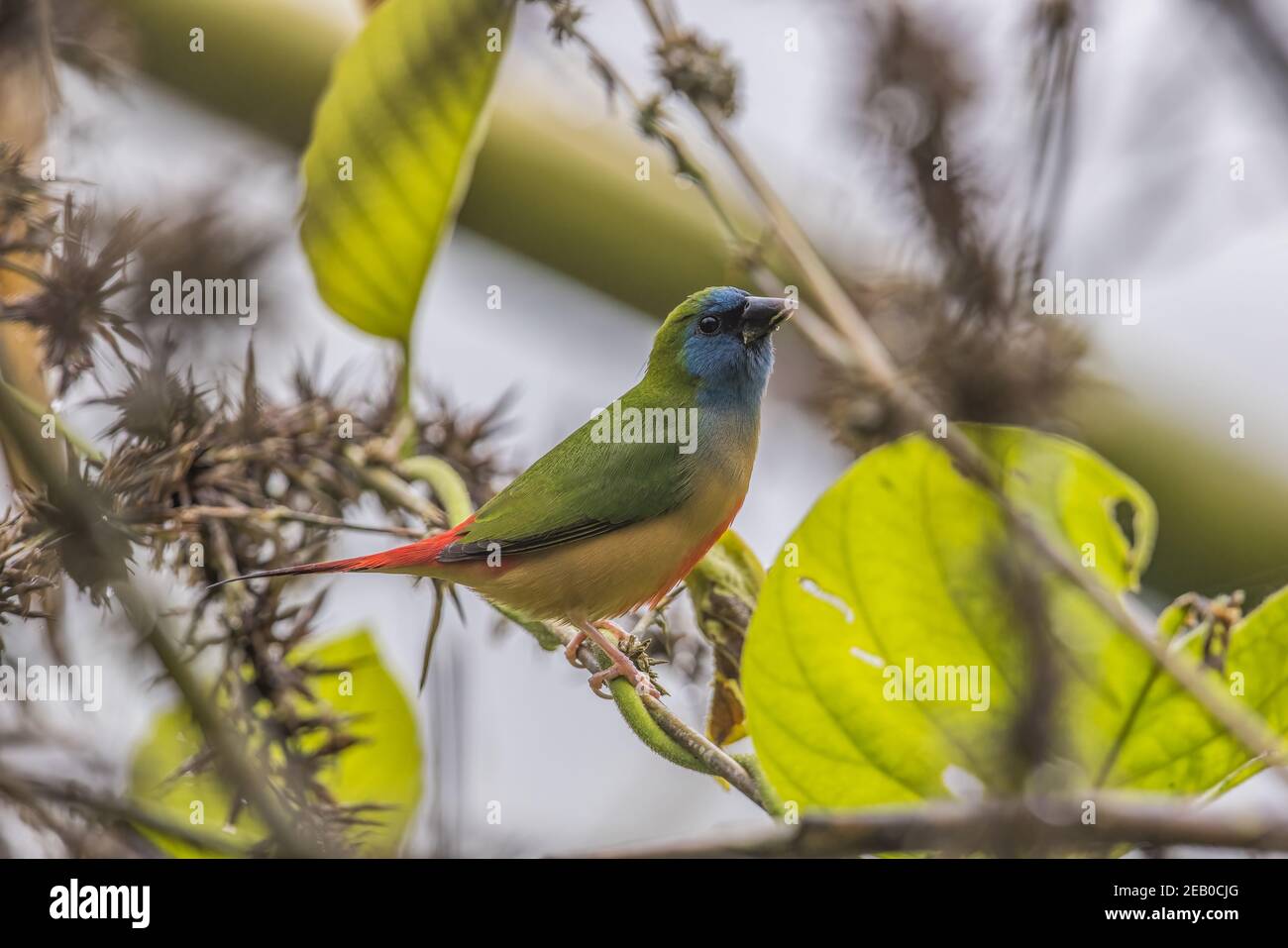 Trotfinch inchiodato mangiare semi di bambù / fiore Erythrura prasina Foto Stock
