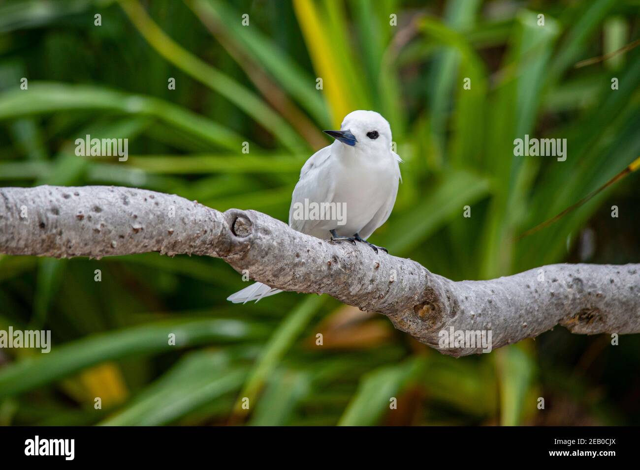 Una terna bianca, aka terna fata o noddy bianco, siede su un ramo, isola di Palmerston, Pacifico del Sud. Foto Stock