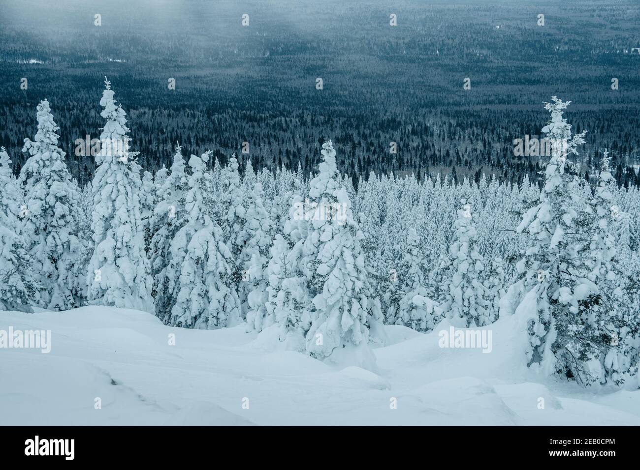 Fitta foresta di neve. Panorama invernale di abeti ghiacciati che coprono la collina Foto Stock