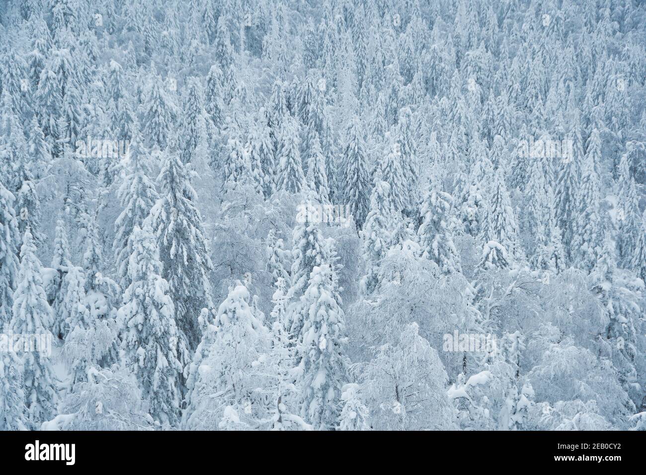 Alberi di neve su collina. Frozen fitta foresta invernale come sfondo. Foto Stock