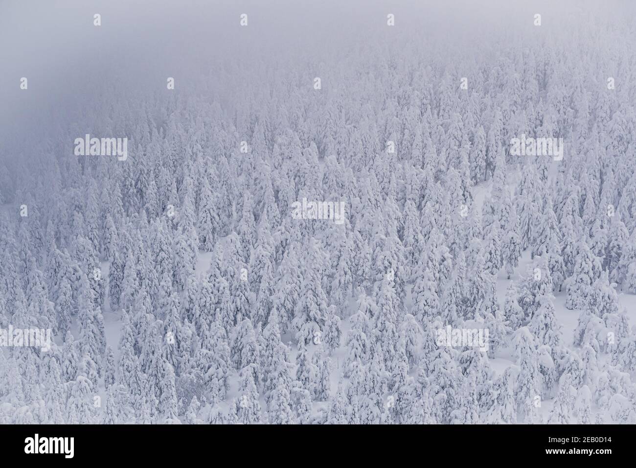 Gli alberi di conifere spruzzano con la neve. Vista dall'altezza della foresta bianca congelata Foto Stock