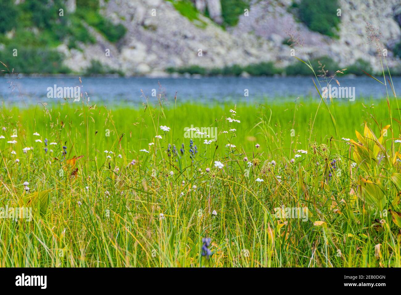 Erba verde sulla riva del lago il giorno d'estate. Sfondo della riva del fiume Foto Stock