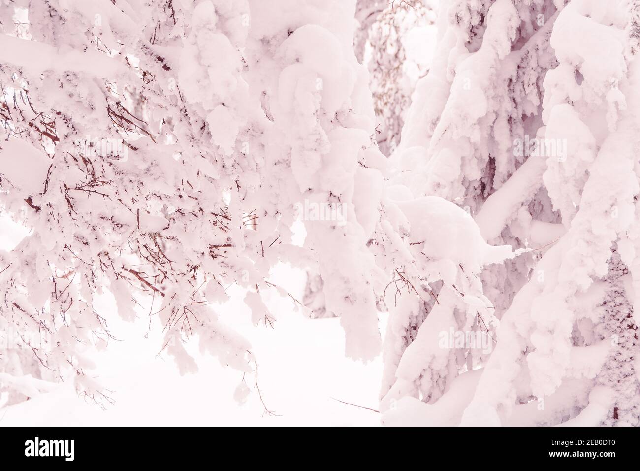 Favolosa foresta invernale innevata con tronchi e rami di alberi congelati Foto Stock