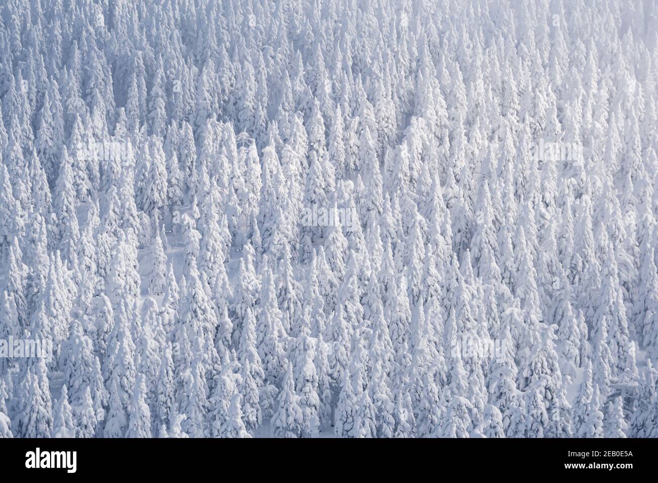 Gli alberi di conifere spruzzano con la neve. Vista dall'altezza della foresta bianca congelata Foto Stock
