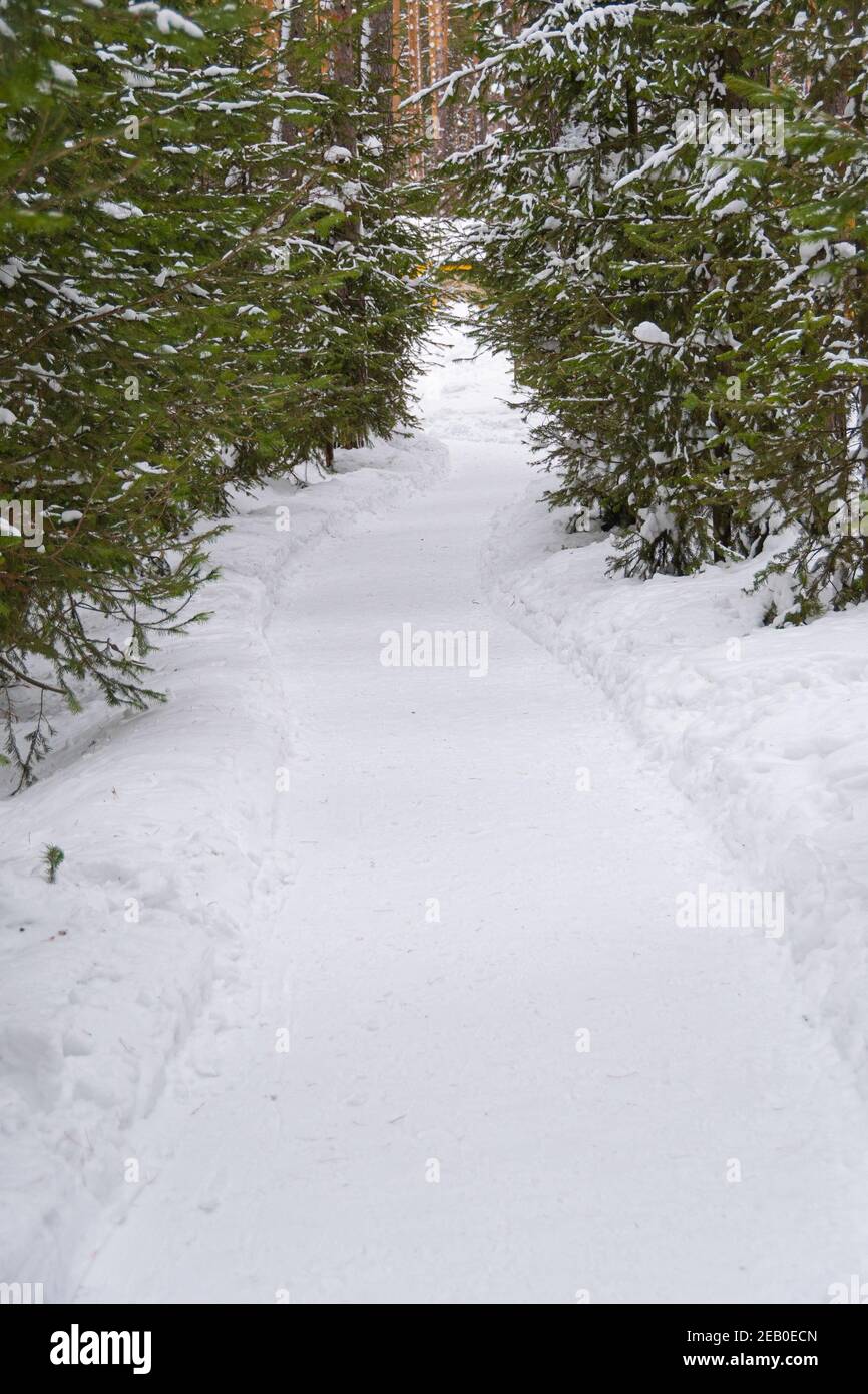 Percorso in foresta tra alberi da neve nella foresta invernale Foto Stock