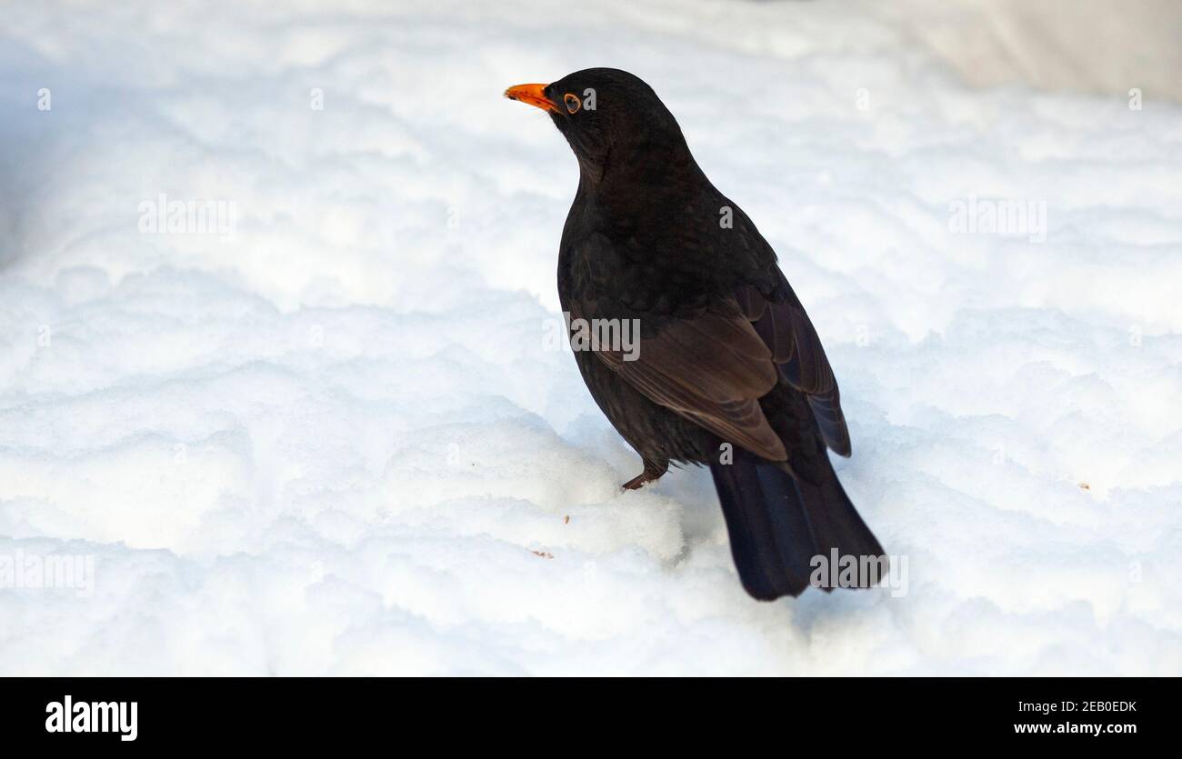 Blackbird, Turdus Merula, uccello, inverno aviario, neve, Edimburgo, Scozia, Regno Unito Foto Stock