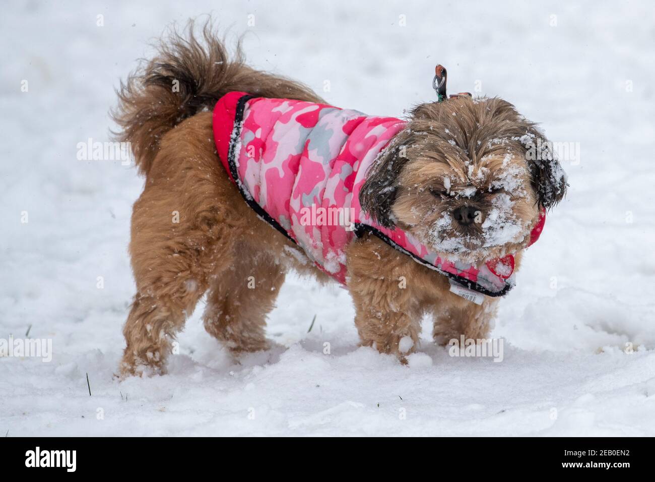 La foto del 7 febbraio mostra un Cockapoo a Ipswich a Suffolk la domenica godendo la neve portata da Storm Darcy. Più neve nell'est del paese è prevista per Lunedi. Foto Stock
