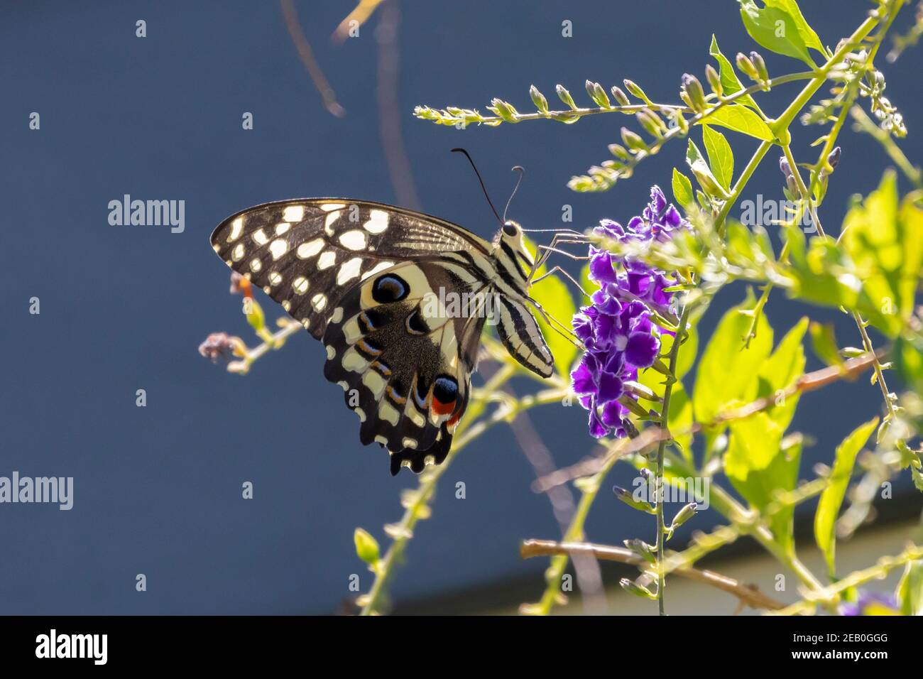 Citrus Swallowtail Butterfly (Papilio demodocus) su Duranta erecta, (Golden Dewdrop, Sky Flower) contro una parete blu Foto Stock
