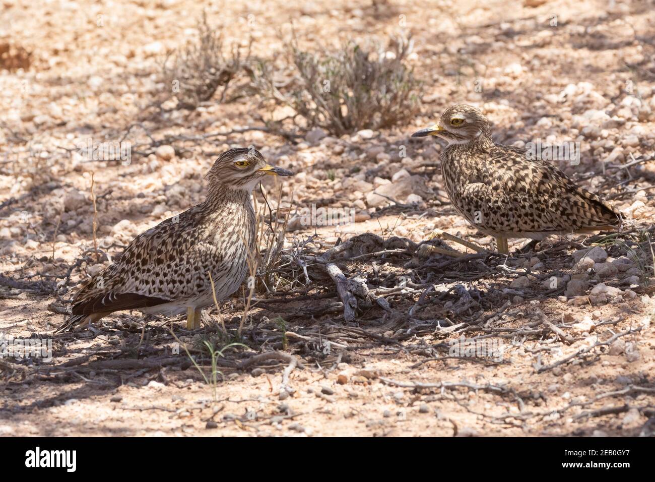 Spotted spessi-ginocchio, spotted Dikkop o capo spessi-ginocchio (Burhinus capensis) Kgalagadi Tranfrontiera Park, Kalahari, Capo del Nord, Sudafrica. Adulti Foto Stock