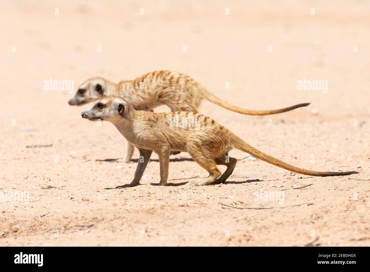 Meerkat dalla coda snella o Suricate (Suricata suricatta) Kgalagadi TransFrontier Park, Kalahari, Capo del Nord, Sud Africa Foto Stock