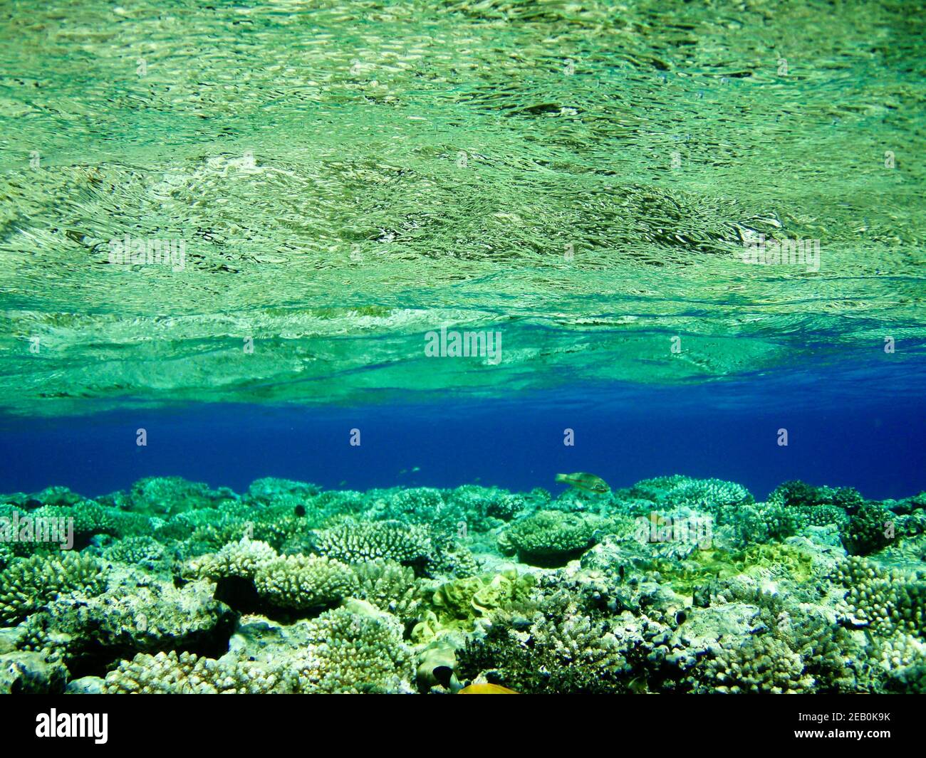 Incredibile vista subacquea a Sharm El Sheikh, Mar Rosso, Egitto. Foto Stock