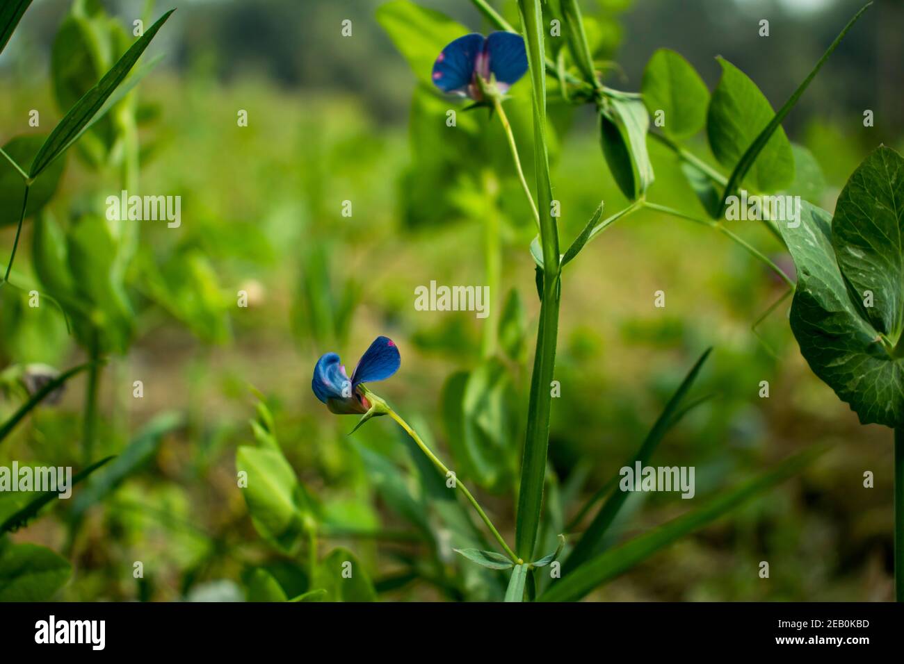 Ape comune di carder su un fiore di ceci nel mese di giugno. Bombus pascuorum su Lathyrus sativus var. Azureo. Piselli dolci. Erba piselli Foto Stock