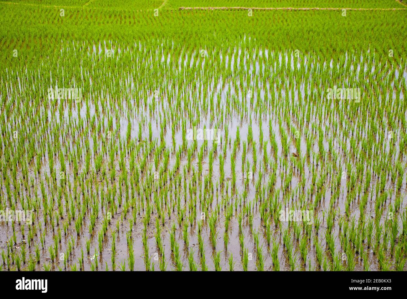 Indonesia, Sumatra, Samosir Island, Lago Toba, risaia Foto Stock