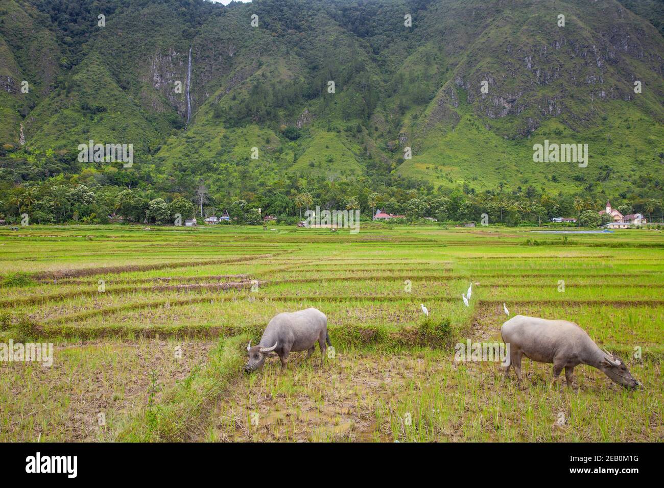 Indonesia, Sumatra, Samosir Island, Lago Toba, bufali in risaia Foto Stock