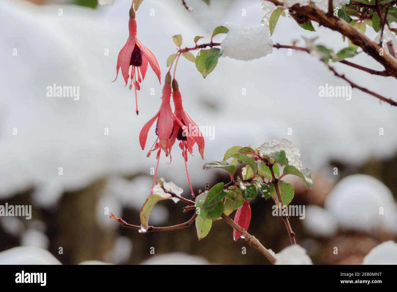 Trovato questo Fuchsia nel giardino dopo una nevicata. Bel contrasto tra il colore del fiore e la neve. Foto Stock