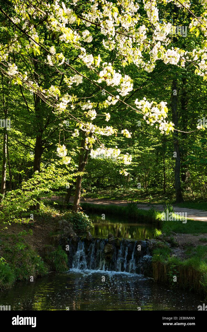 Ciliegio fiorente su una bella cascata in boschi. Petali in acqua, riflessione. Vincennes foresta a Parigi, Francia. Astratto natura bellezza backgro Foto Stock