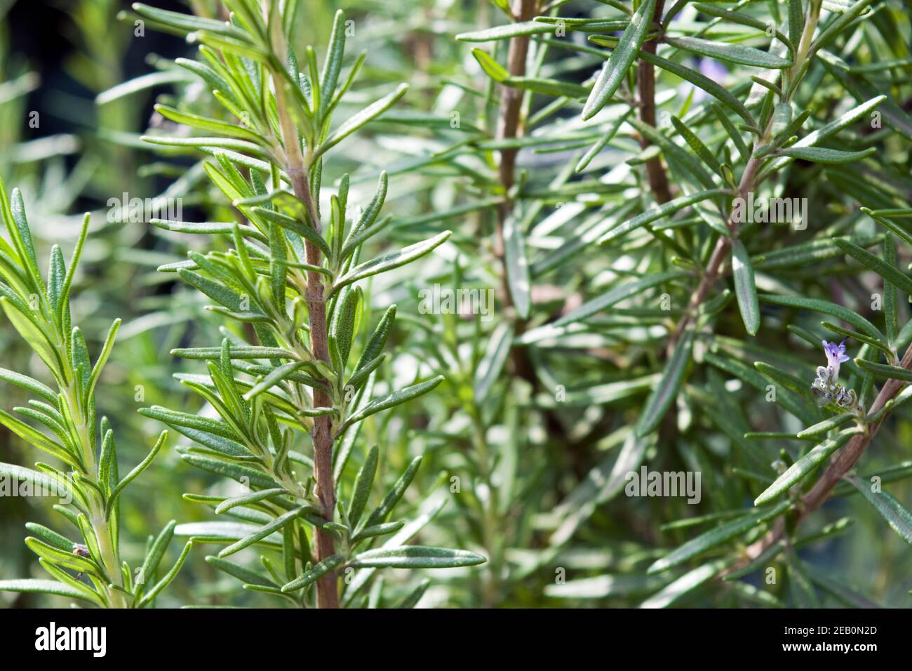 Rosmarinus officinalis, comunemente noto come rosmarino. Una bella pianta di rosmarino, immagini vivide, riprese in piena luce del giorno, foto soleggiata. Foto Stock