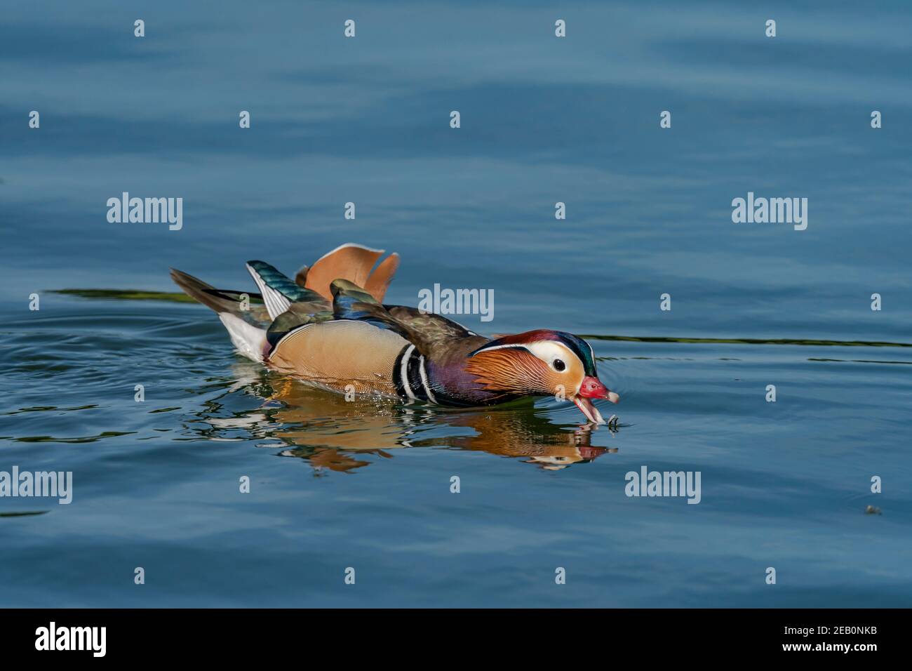 Mandarin Duck sul lago Foto Stock