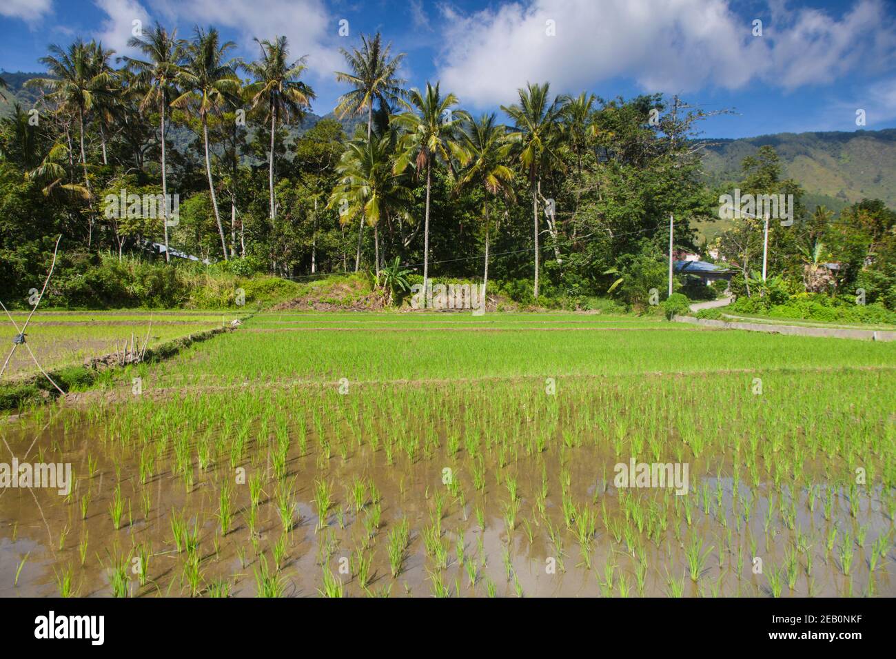 Indonesia, Sumatra, Samosir Island, Lago Toba, risaia Foto Stock