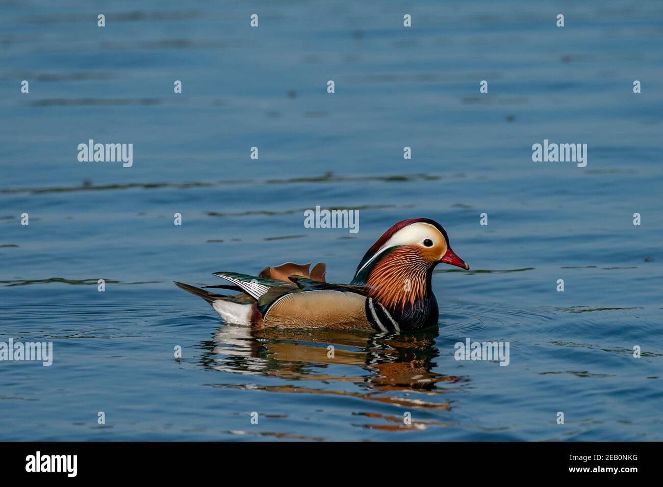 Mandarin Duck sul lago Foto Stock