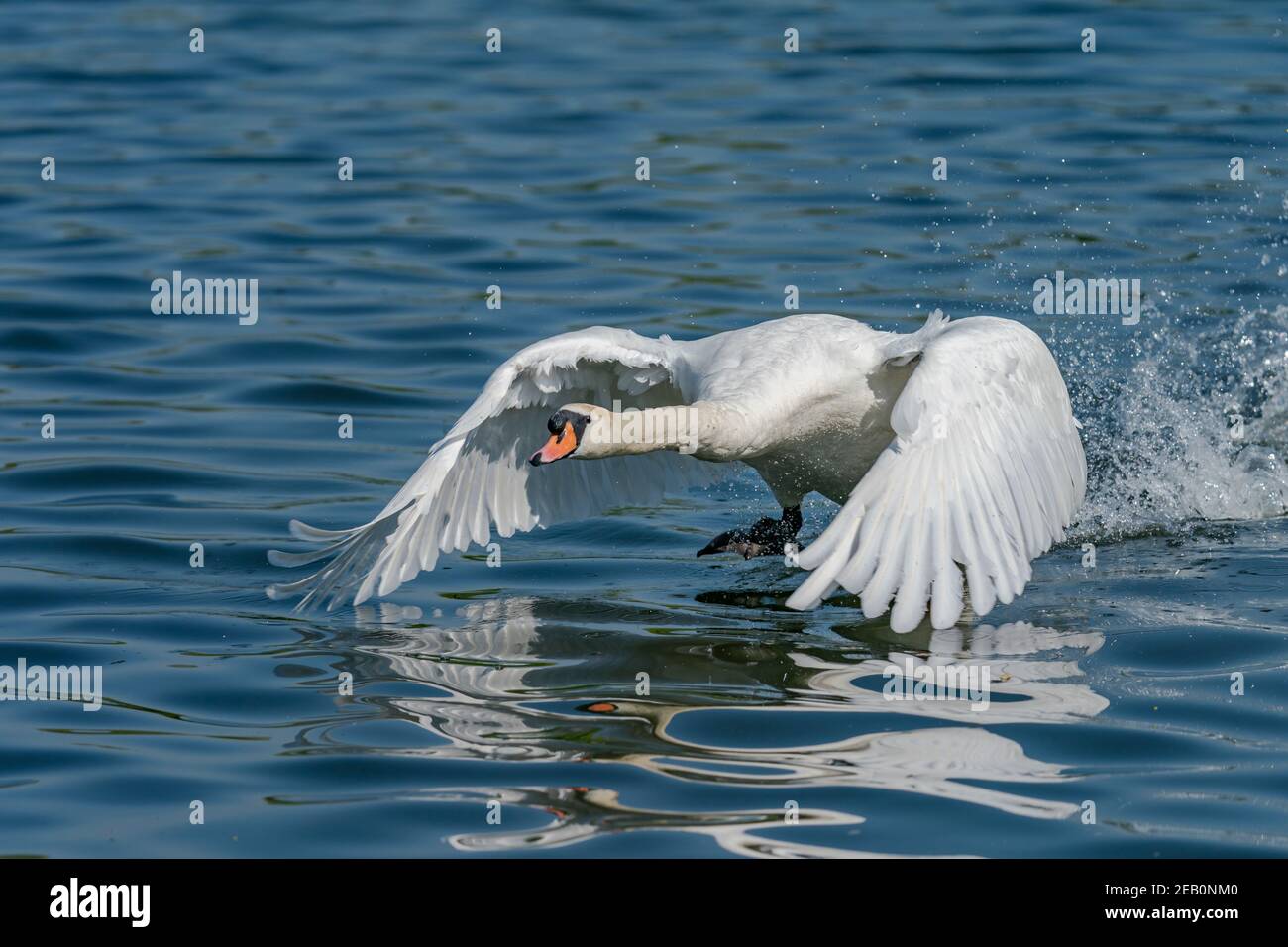 Swan decollo su un lago Foto Stock