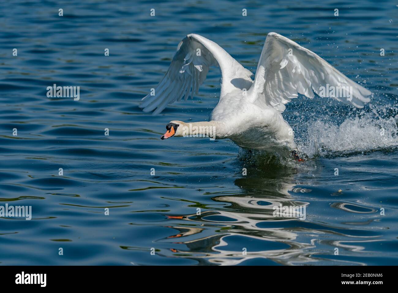Swan decollo su un lago Foto Stock