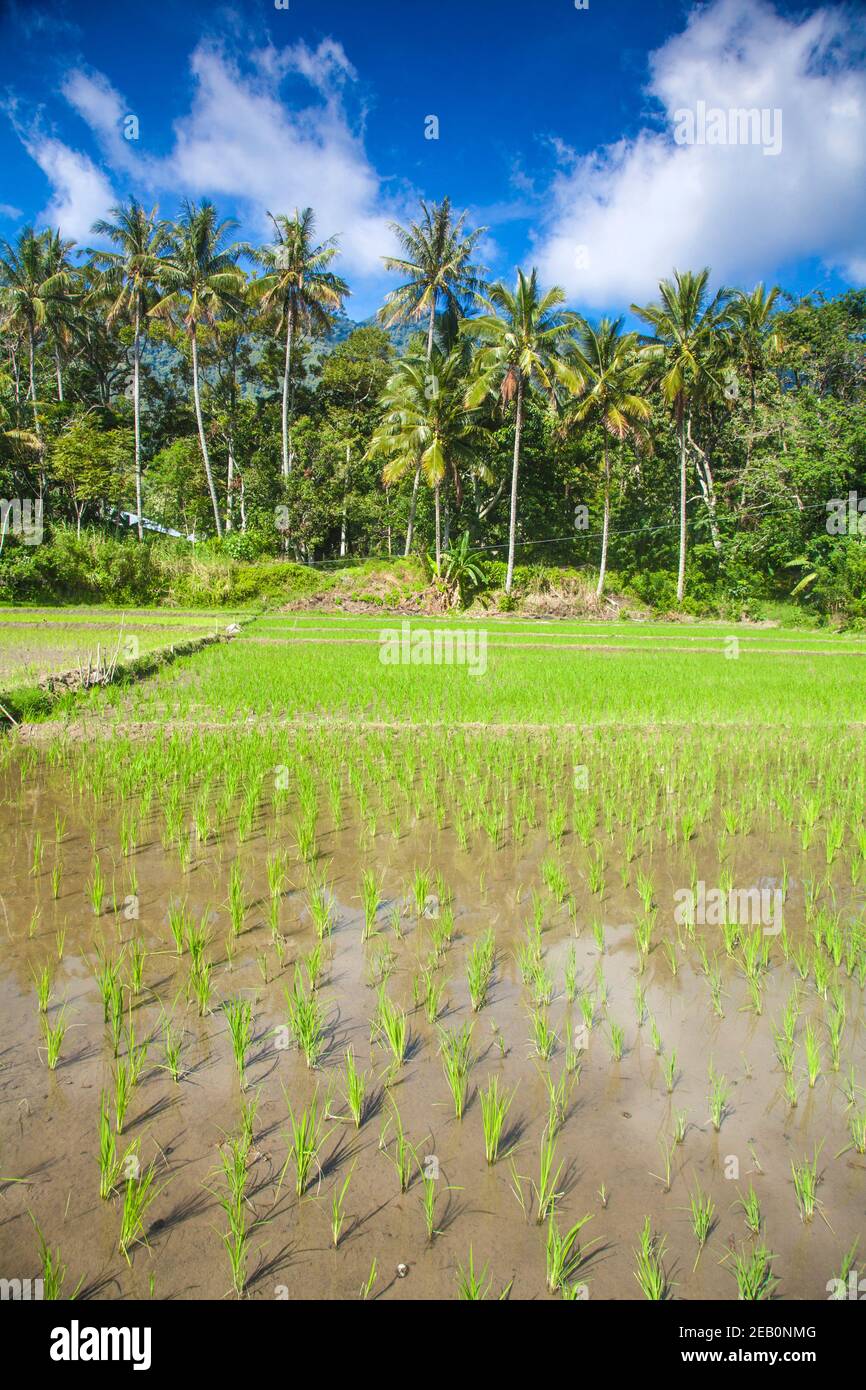 Indonesia, Sumatra, Samosir Island, Lago Toba, risaia Foto Stock