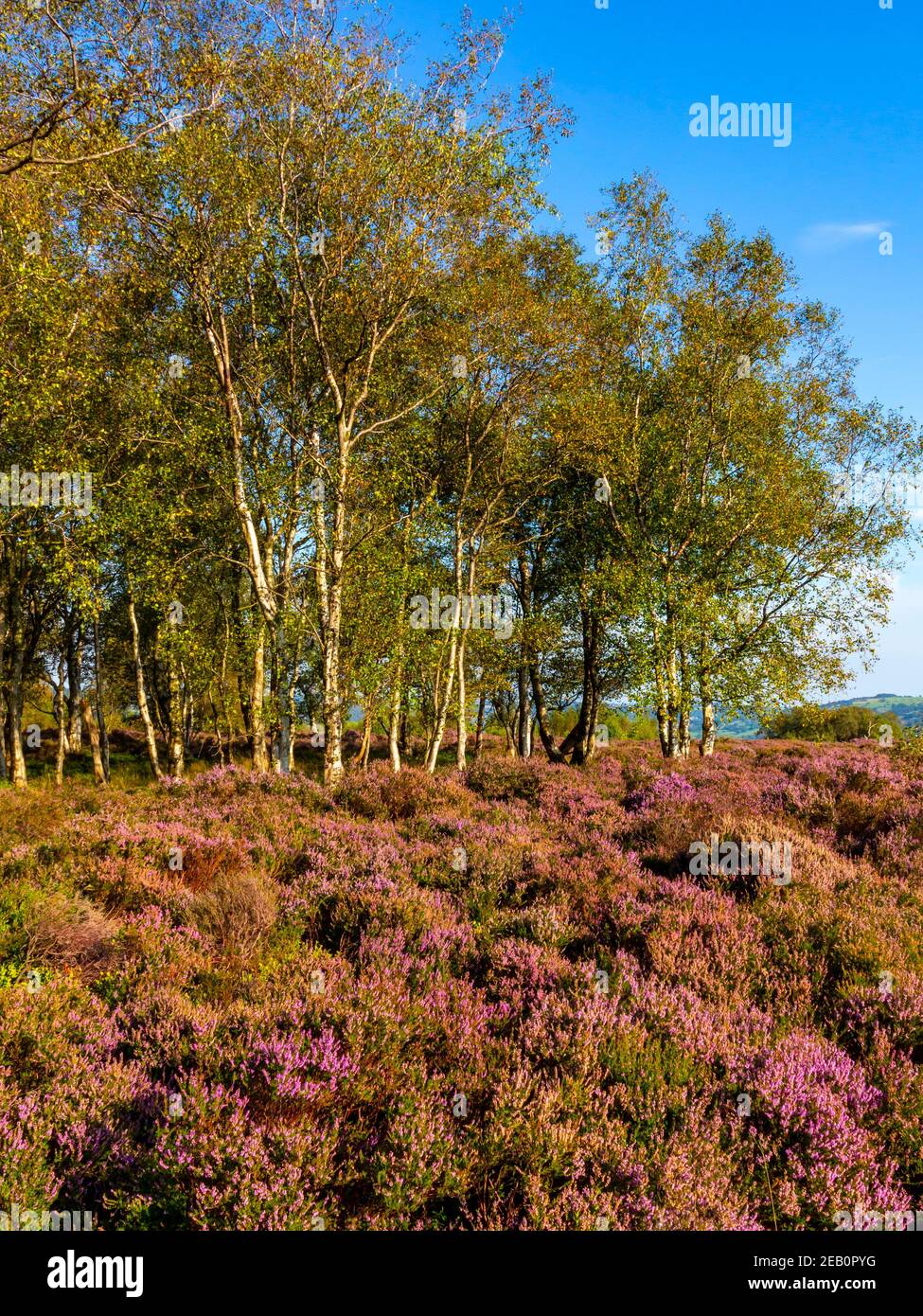 Alberi e erica viola alla fine di agosto su Stanton Moor Vicino a Bakewell nel Peak District National Park Derbyshire Dales Inghilterra Regno Unito Foto Stock