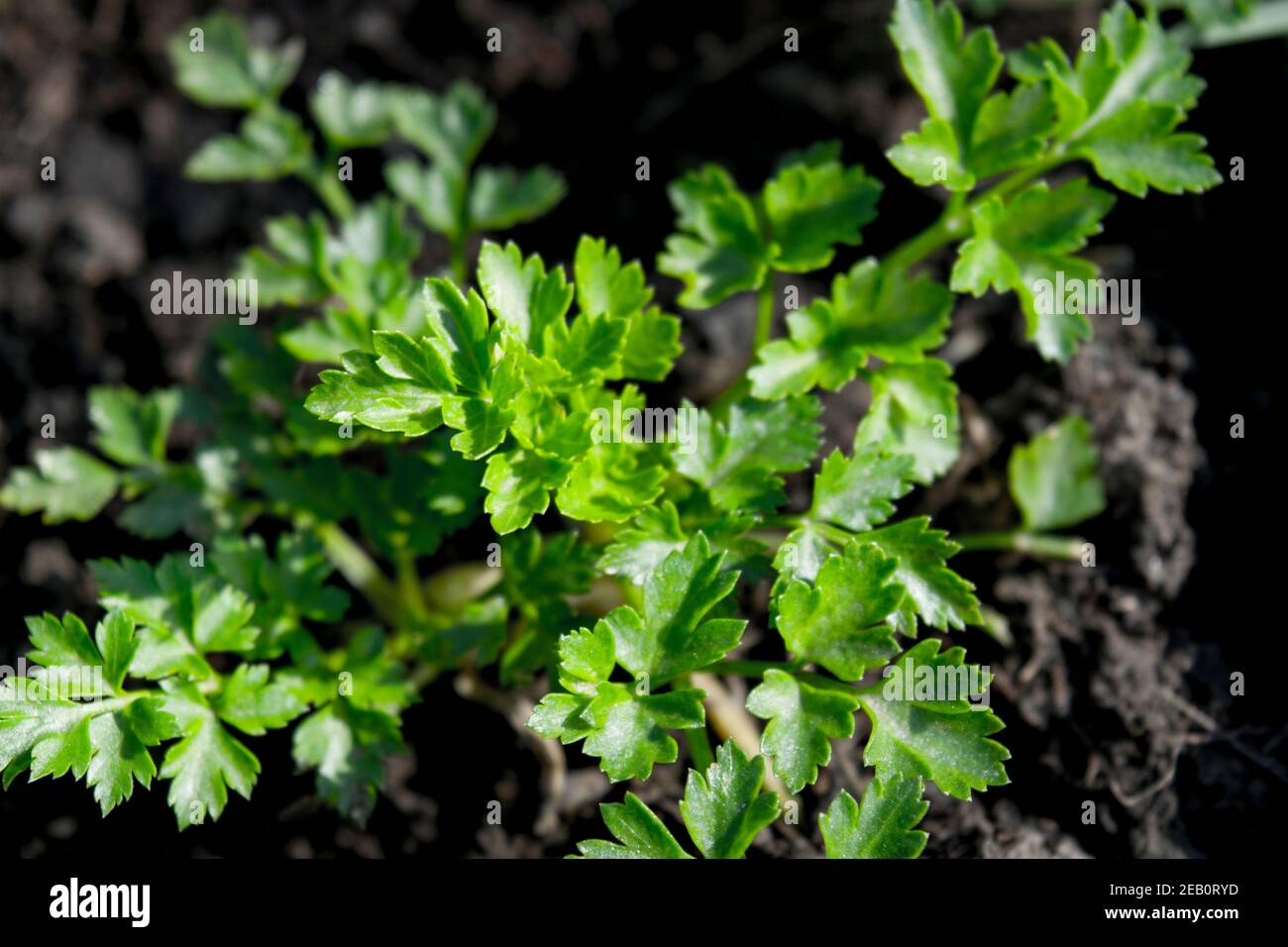 Giovane cespuglio di prezzemolo che cresce in giardino. Il prezzemolo è una pianta biennale con foglie aromatiche che sono sia grankly che piatte ed usate come erba culinaria. Foto Stock