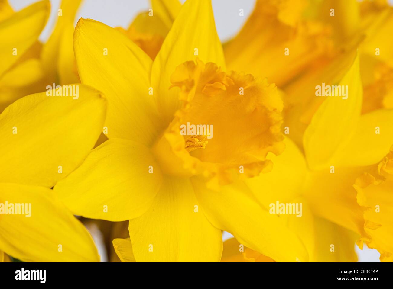 Fiori di Daffodil in un vaso Foto Stock