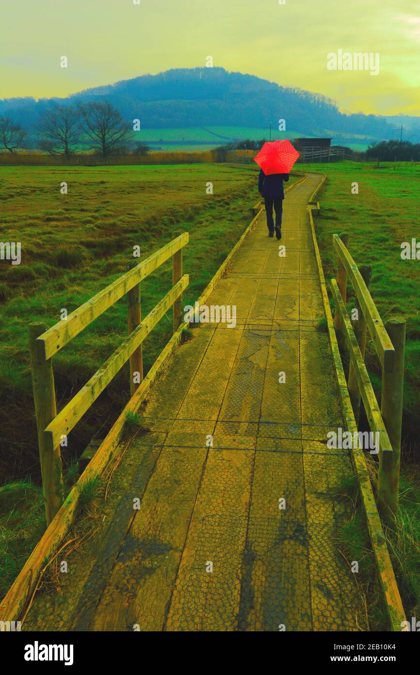Uomo con ombrello rosso che cammina su un sentiero in legno dentro Seaton Wetlands Devon Foto Stock