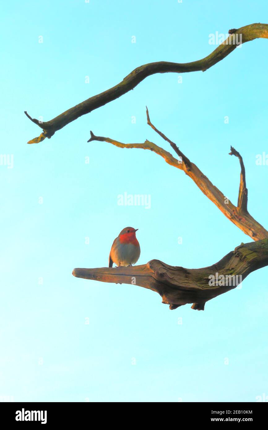 Robin perching sul ramo di albero morto Foto Stock