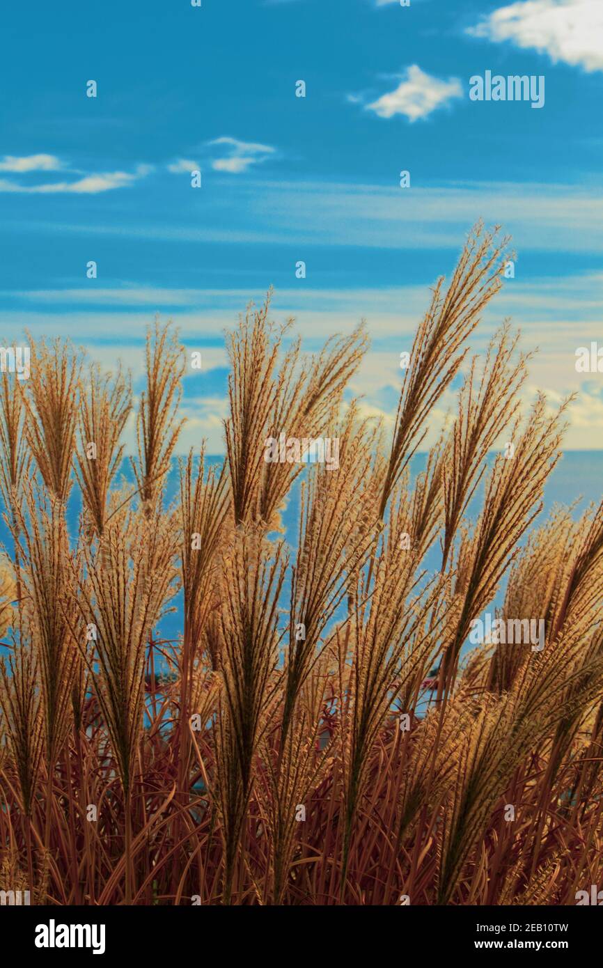 Erba ornamentale contro il cielo blu in autunno Foto Stock