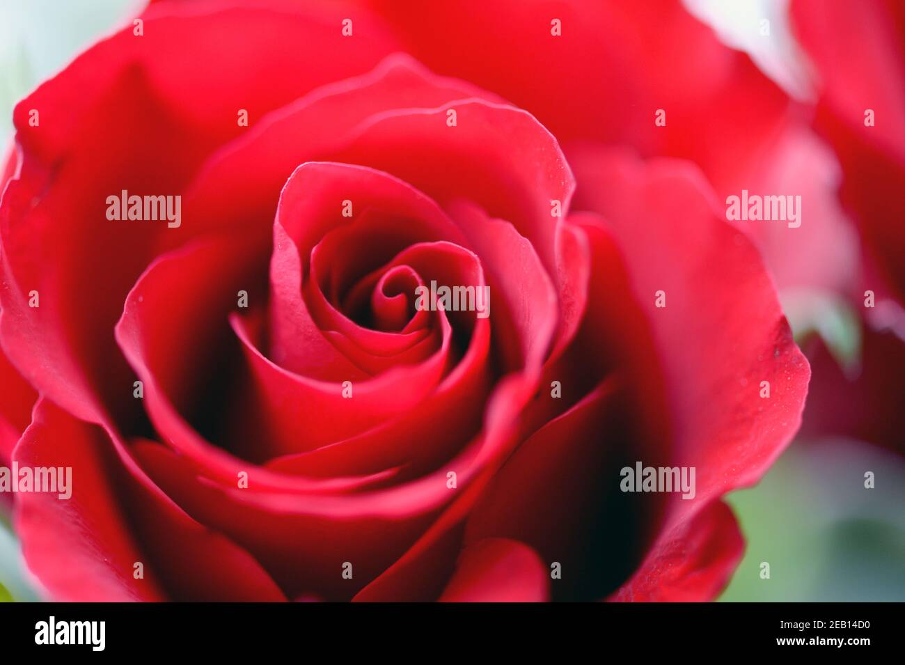 Rosa rossa che mostra la natura delicata dei petali che si sfolgono Foto Stock