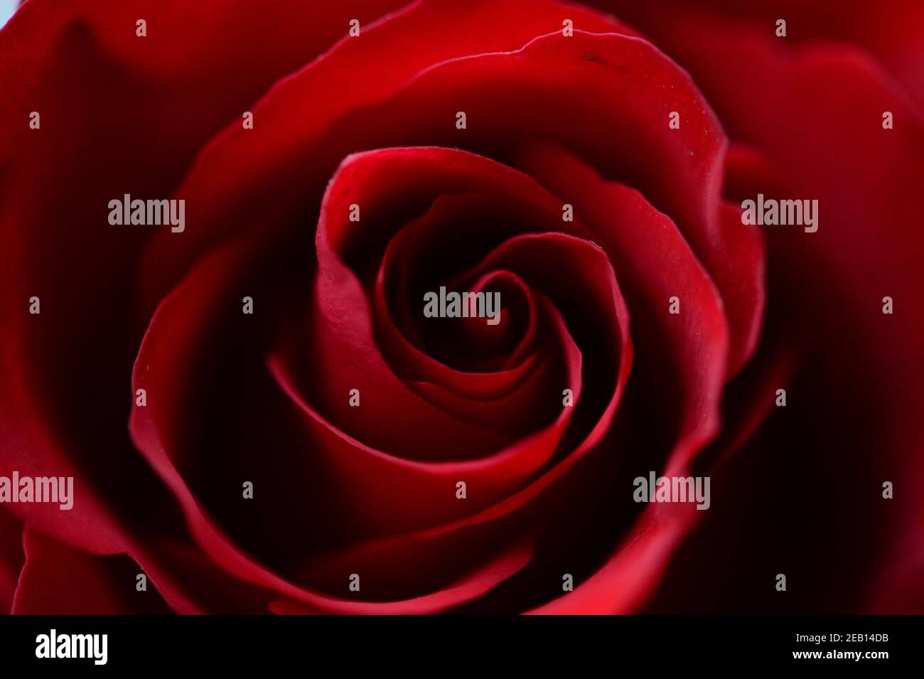 Rosa rossa che mostra la natura delicata dei petali che si sfolgono Foto Stock