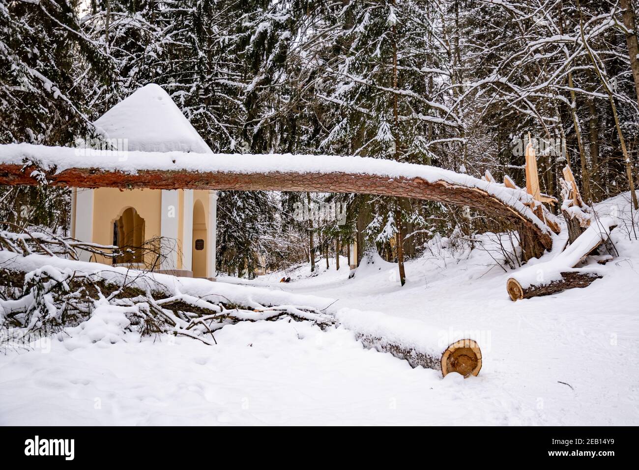 Secolare tronco di pino gigante coperto dalla neve caduto sul sentiero dopo una forte nevicata in un parco o foresta in inverno Foto Stock