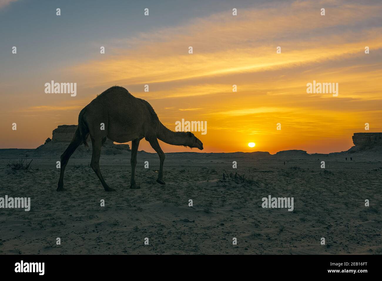Splendido paesaggio del deserto al tramonto vicino al Sarar Arabia Saudita. Foto Stock