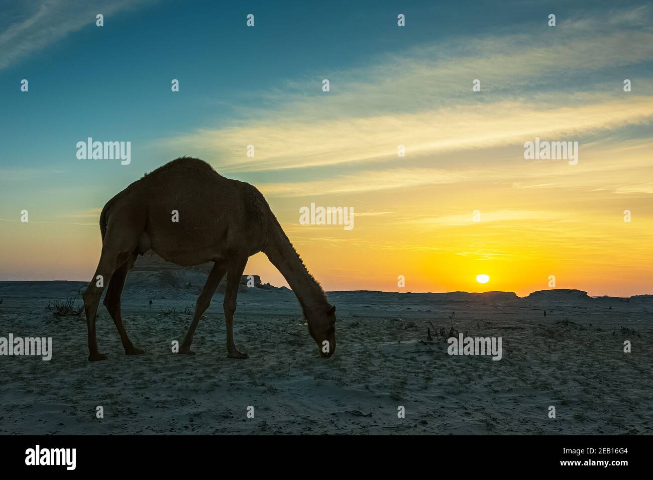 Splendido paesaggio del deserto al tramonto vicino al Sarar Arabia Saudita. Foto Stock