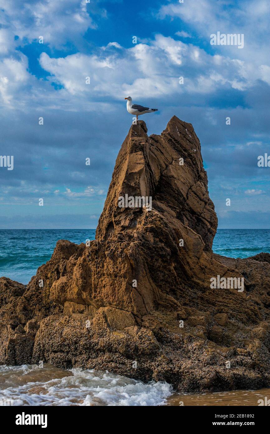 Seagull in cima alla roccia a Corona del Mar state Spiaggia una lunga spiaggia di sabbia a Newport Beach, California meridionale STATI UNITI Foto Stock