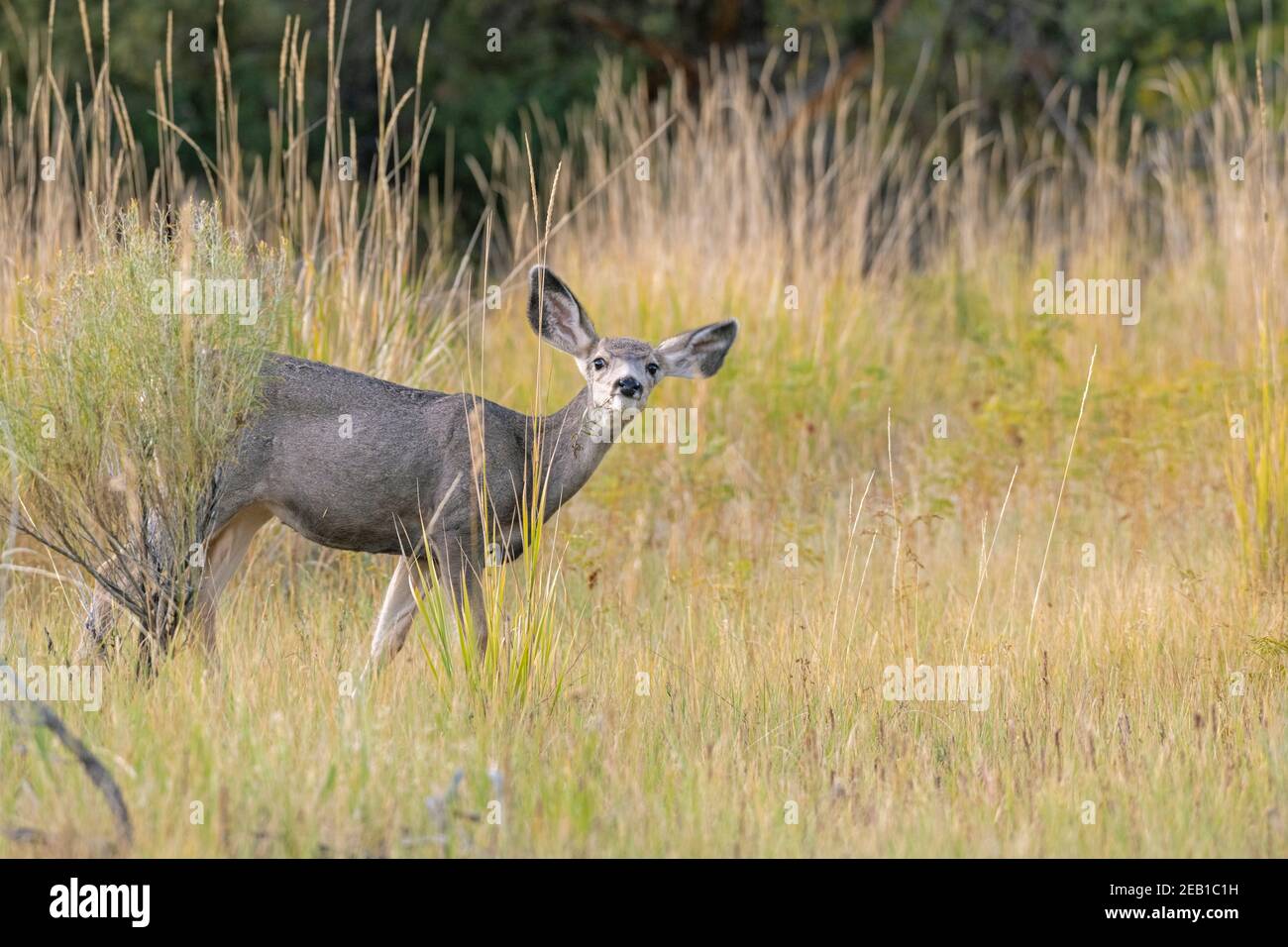 Mulo Deer (Odocoileo hemionus). Fawn. Parco nazionale di Yellowstone, Wyoming, Stati Uniti. Foto Stock