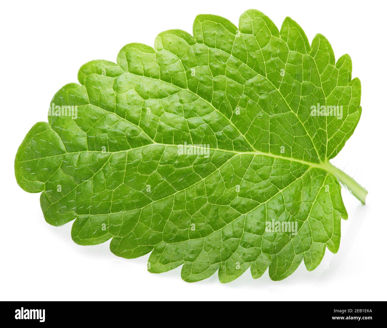 Foglia verde di balsamo di limone (Melissa officinalis), balsamo, balsamo comune, o foglia di menta balsamo isolato su sfondo bianco Foto Stock