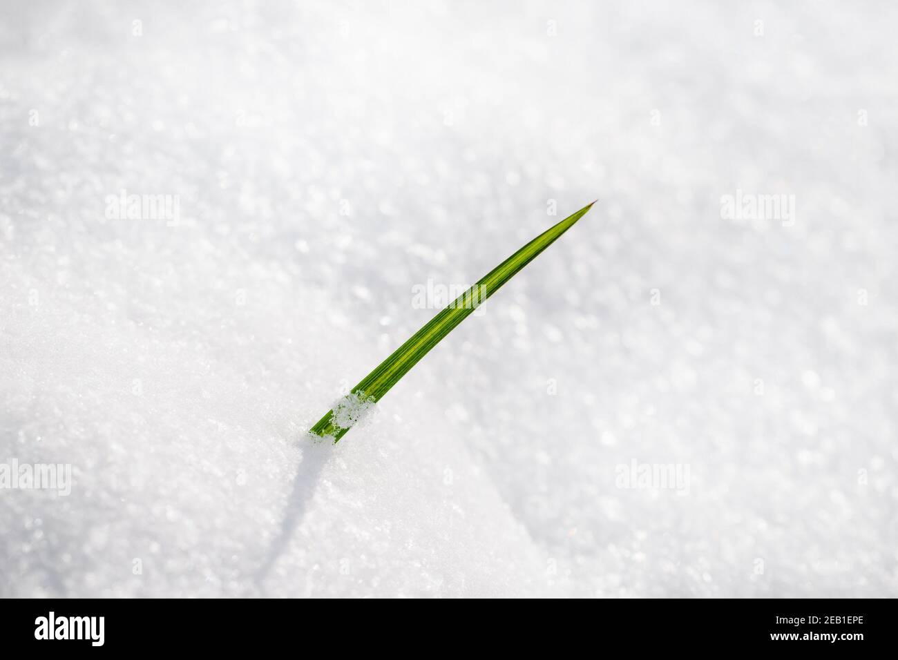 Erba verde fresca che cresce attraverso la neve, potenza primaverile Foto Stock