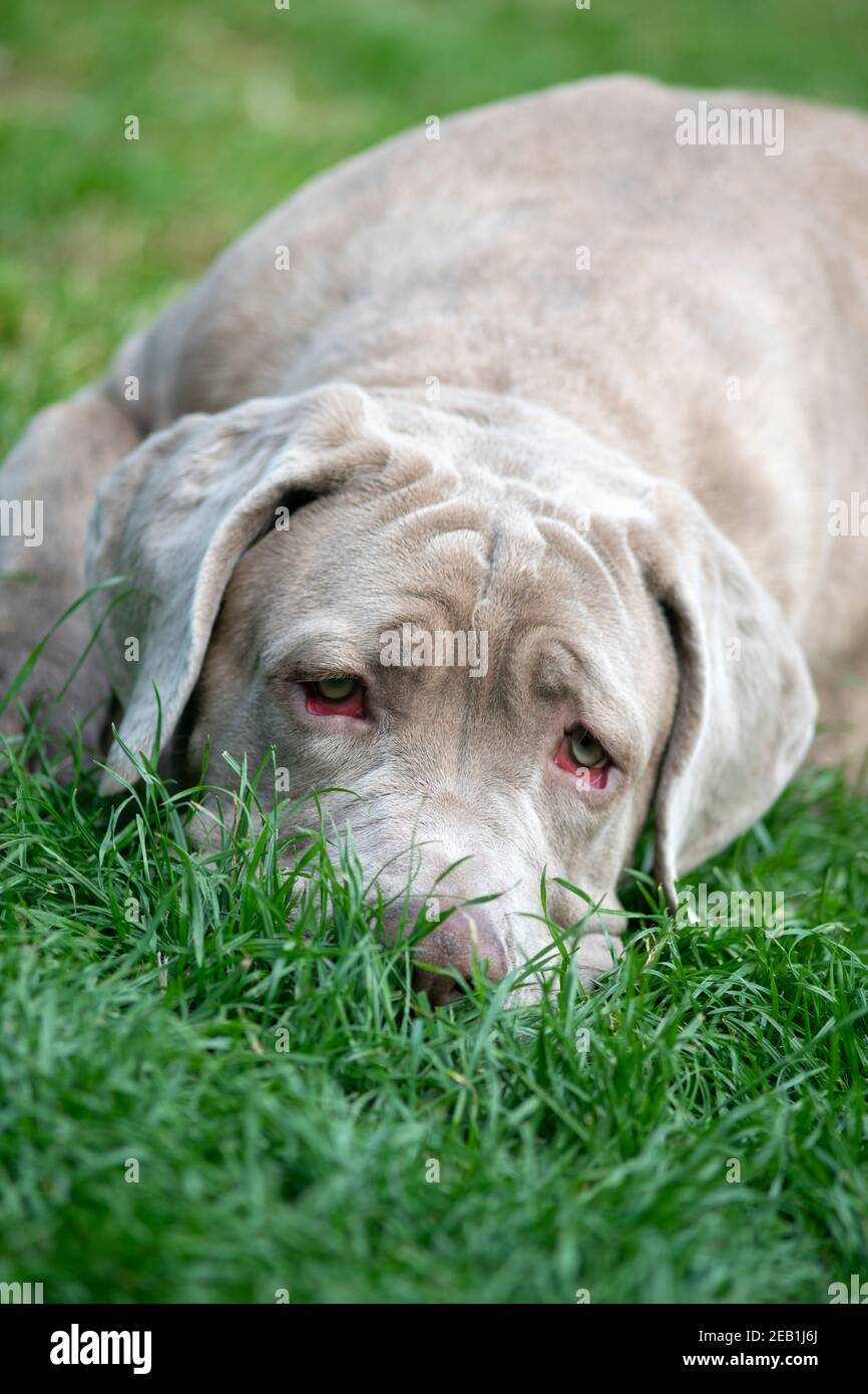 cane triste che guarda molto solitario con grandi occhi rossi soulful il mio essere loney o depresso, fuoco selettivo su un verticale copia immagine sapce all'inizio dell'immagine su un gre Foto Stock