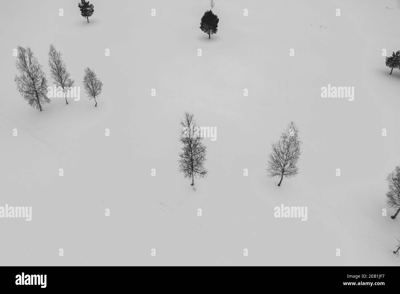 Alberi nella neve Foto Stock