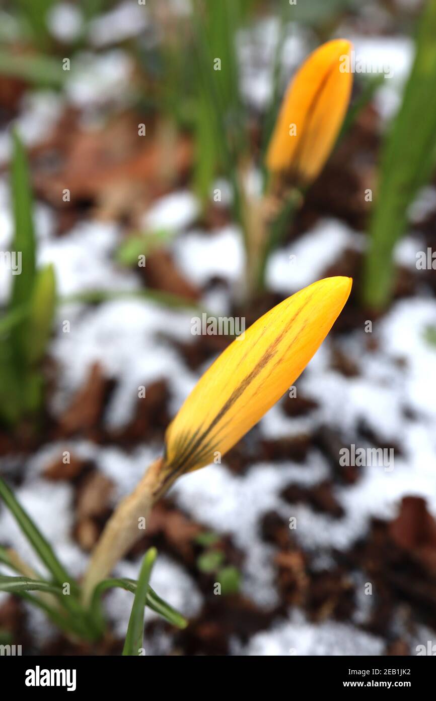 Crocus chrysanthus ‘Golden’ Crocus – fiori gialli in erba con striature marrone scuro, febbraio, Inghilterra, Regno Unito Foto Stock