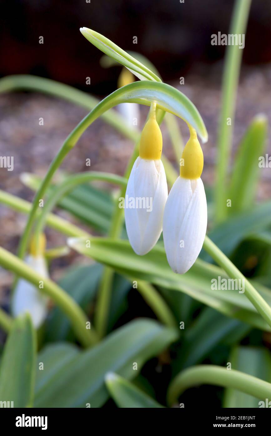 Galanthus nivalis Sandersii group Snowdrop Sandersii group – in erba con le nevicate gialle ovaie, febbraio, Inghilterra, Regno Unito Foto Stock