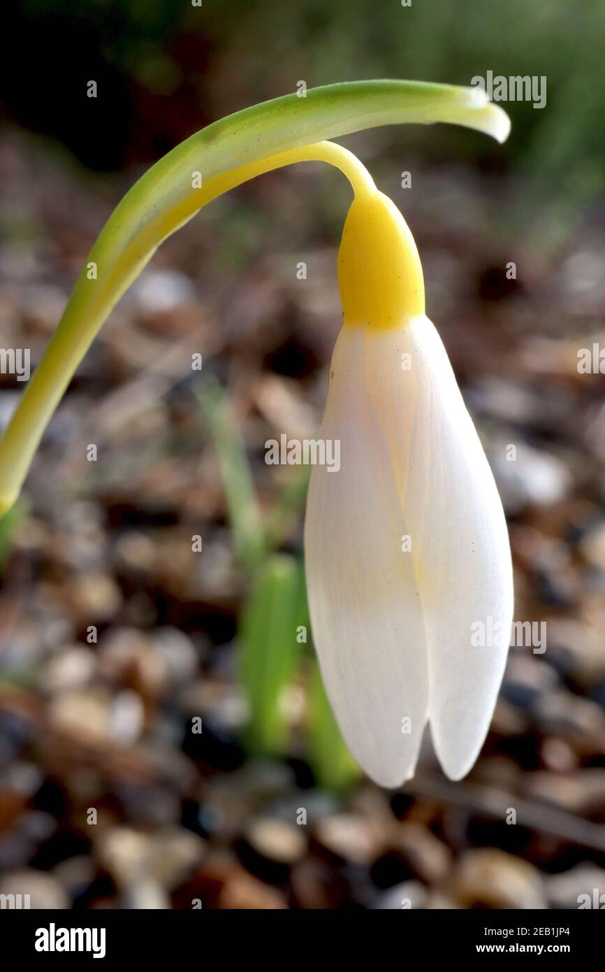 Galanthus nivalis Sandersii group Snowdrop Sandersii group – in erba con le nevicate gialle ovaie, febbraio, Inghilterra, Regno Unito Foto Stock